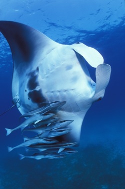 A manta ray has a few remora fish tagging along.